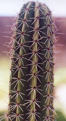 Stenocereus_montanus